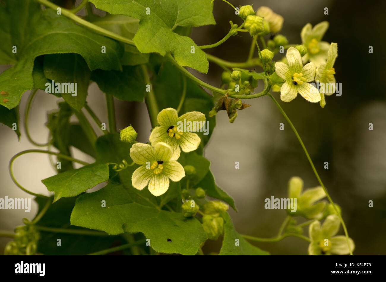 Bryony bryonia alba hires stock photography and images Alamy