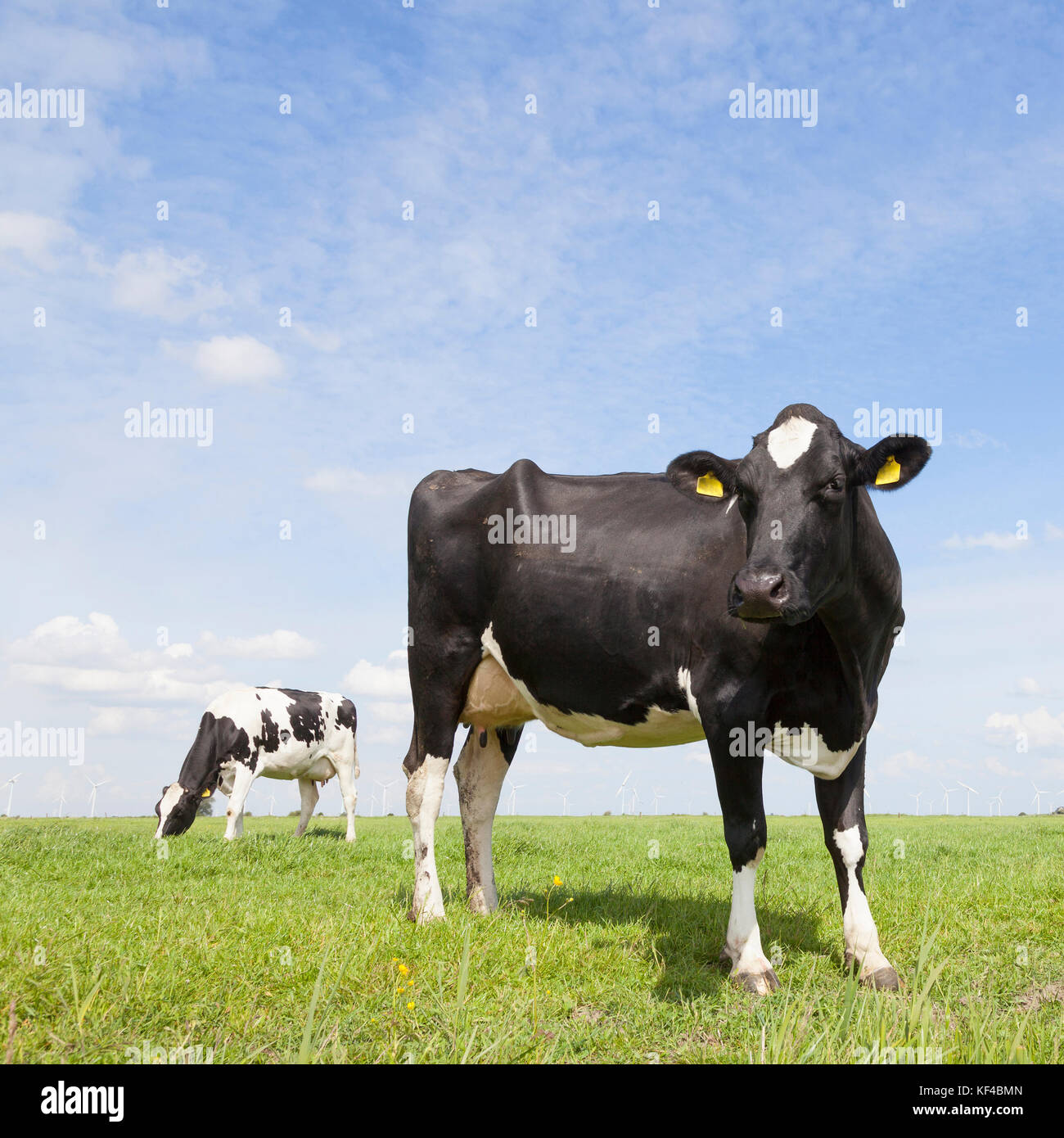 black and white cows in meadow in the netherlands with blue sky Stock ...