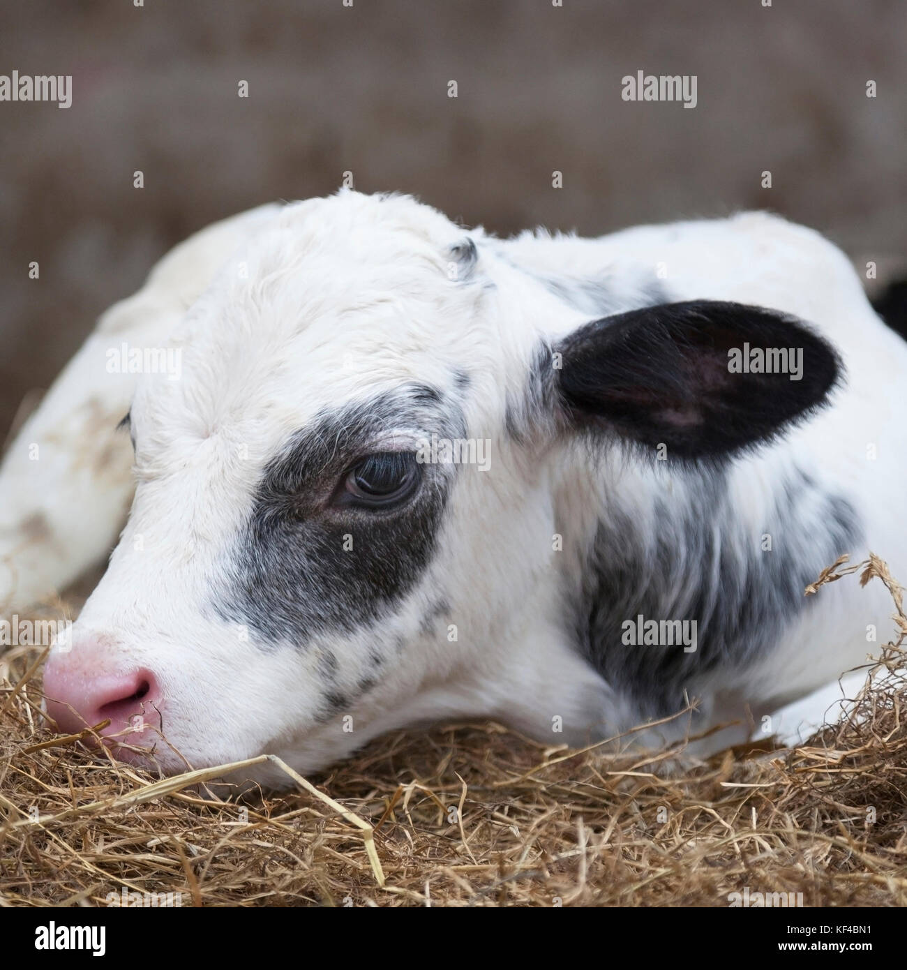 very young black and white calf in straw of barn Stock Photo - Alamy