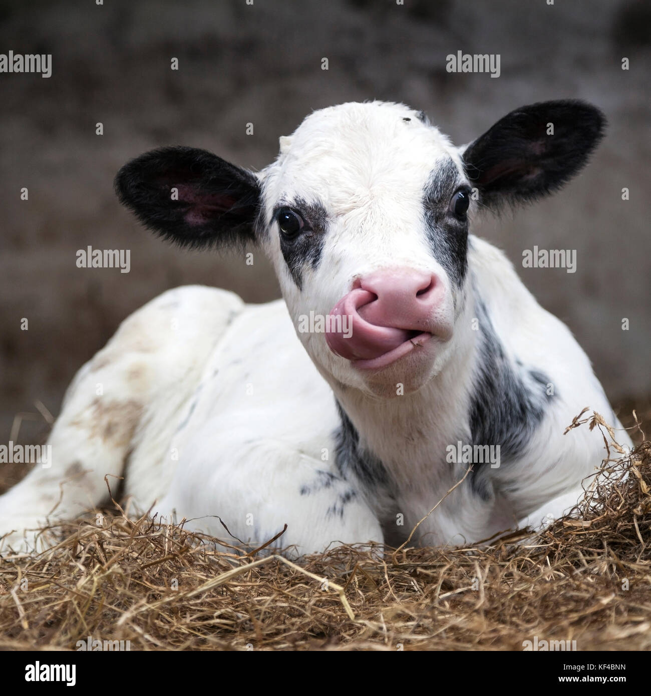 very young black and white calf in straw of barn Stock Photo - Alamy
