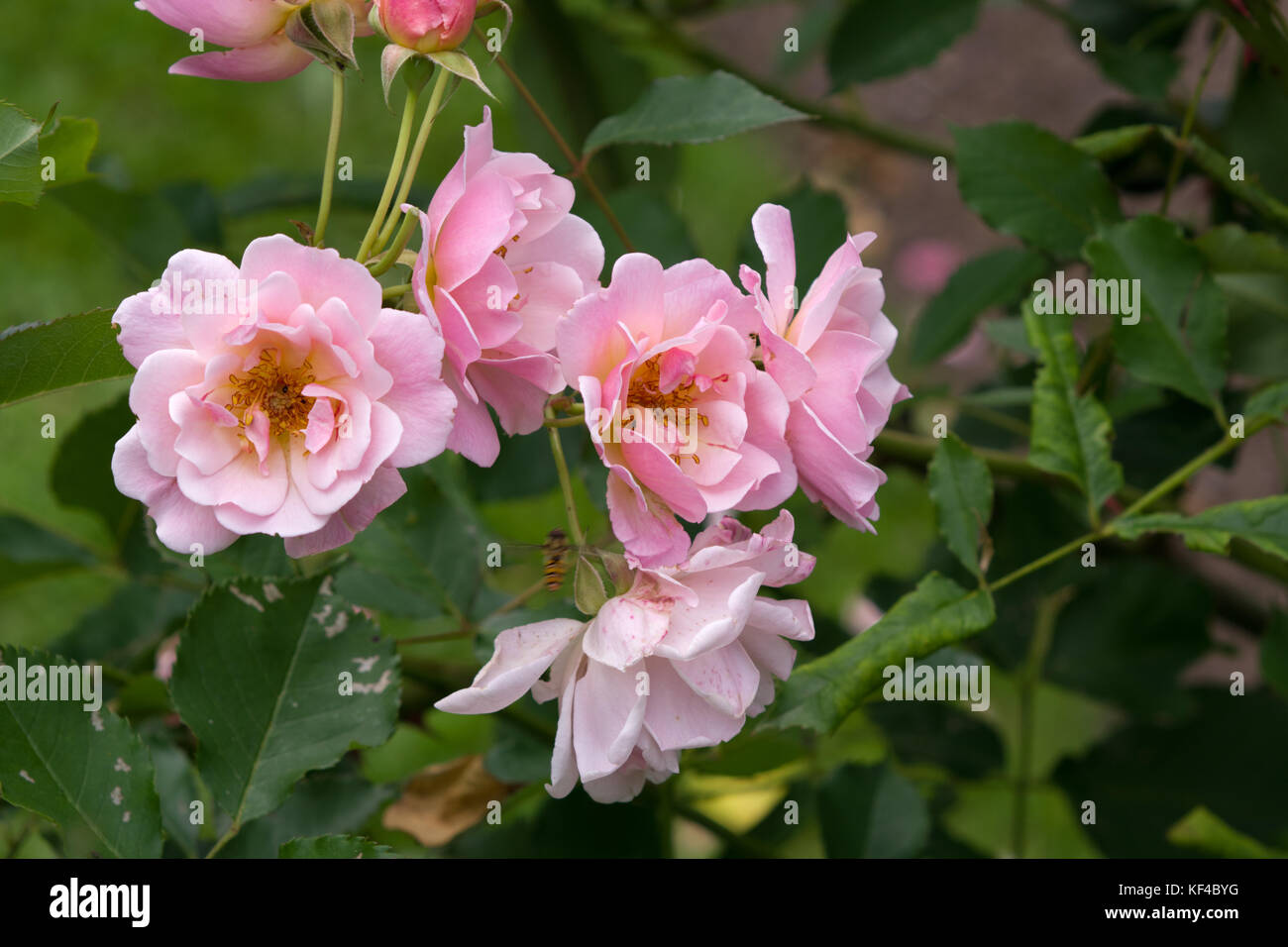 Rose Felicia Stock Photo - Alamy