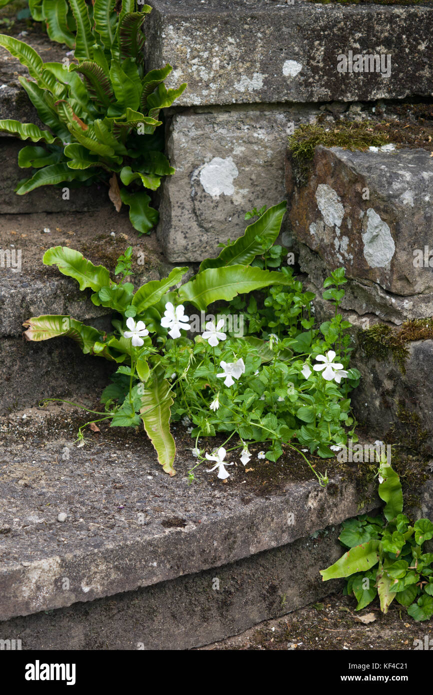 Horned Pansy and Harts Tongue Fern Stock Photo