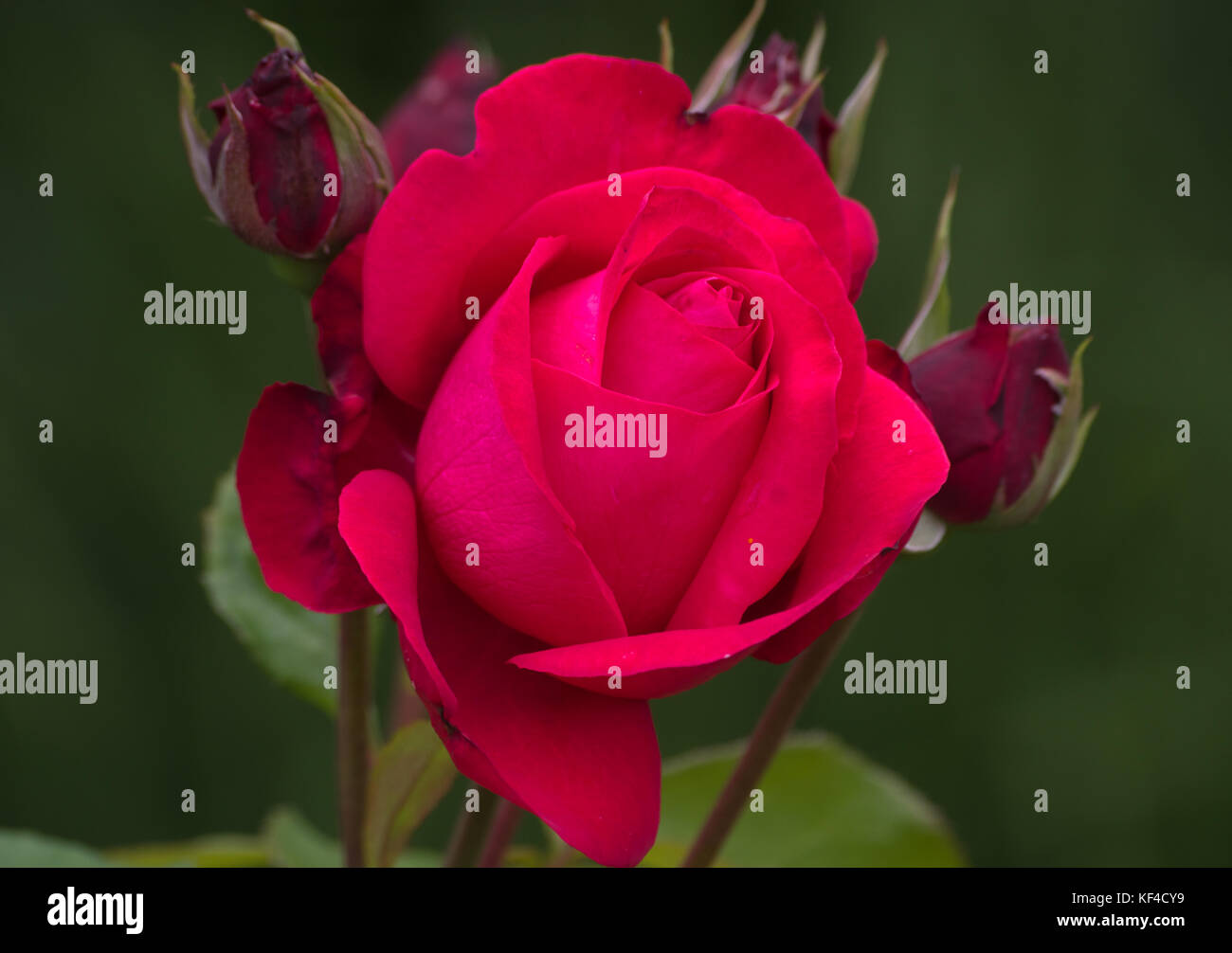 Rose Alecs Red Stock Photo - Alamy