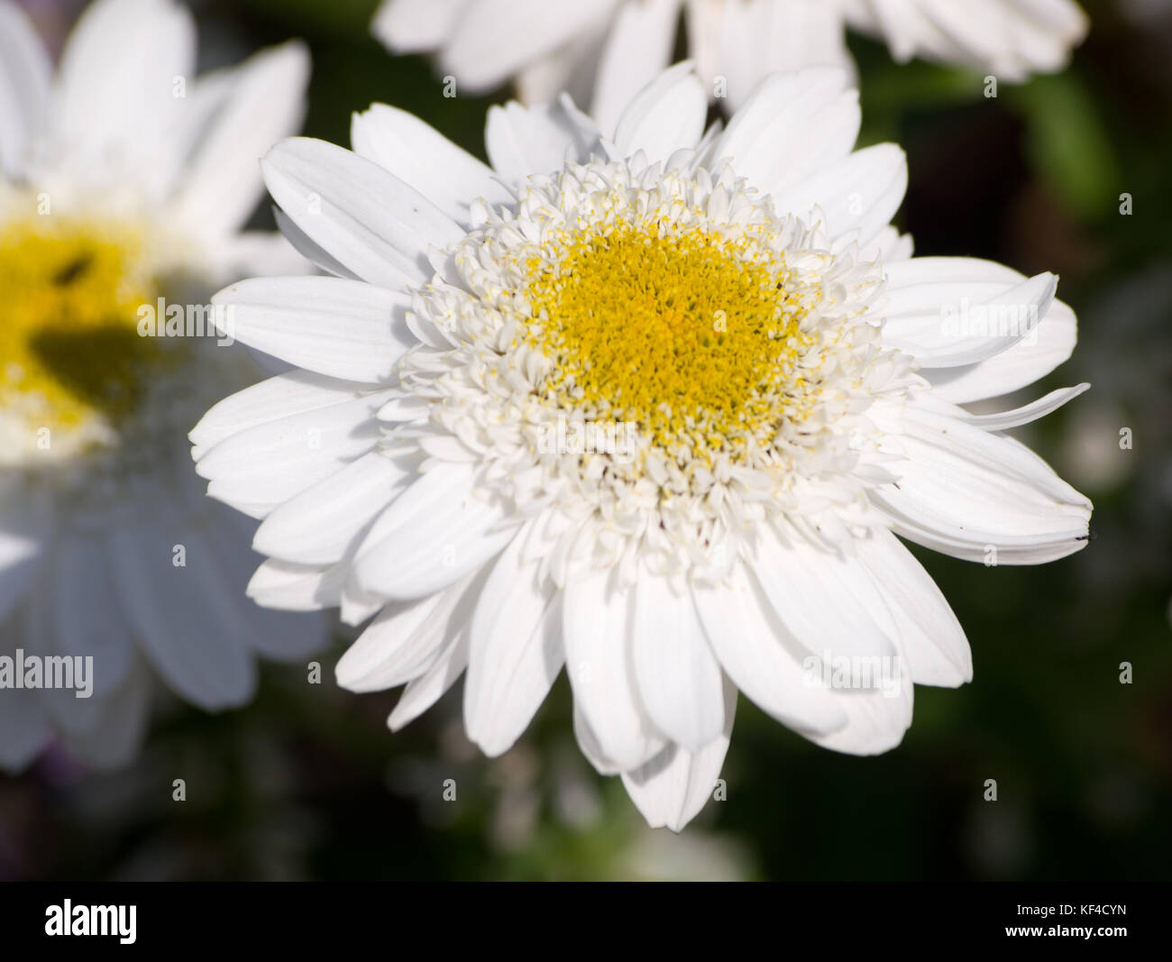Leucanthemum × superbum Sunny Side Up Stock Photo