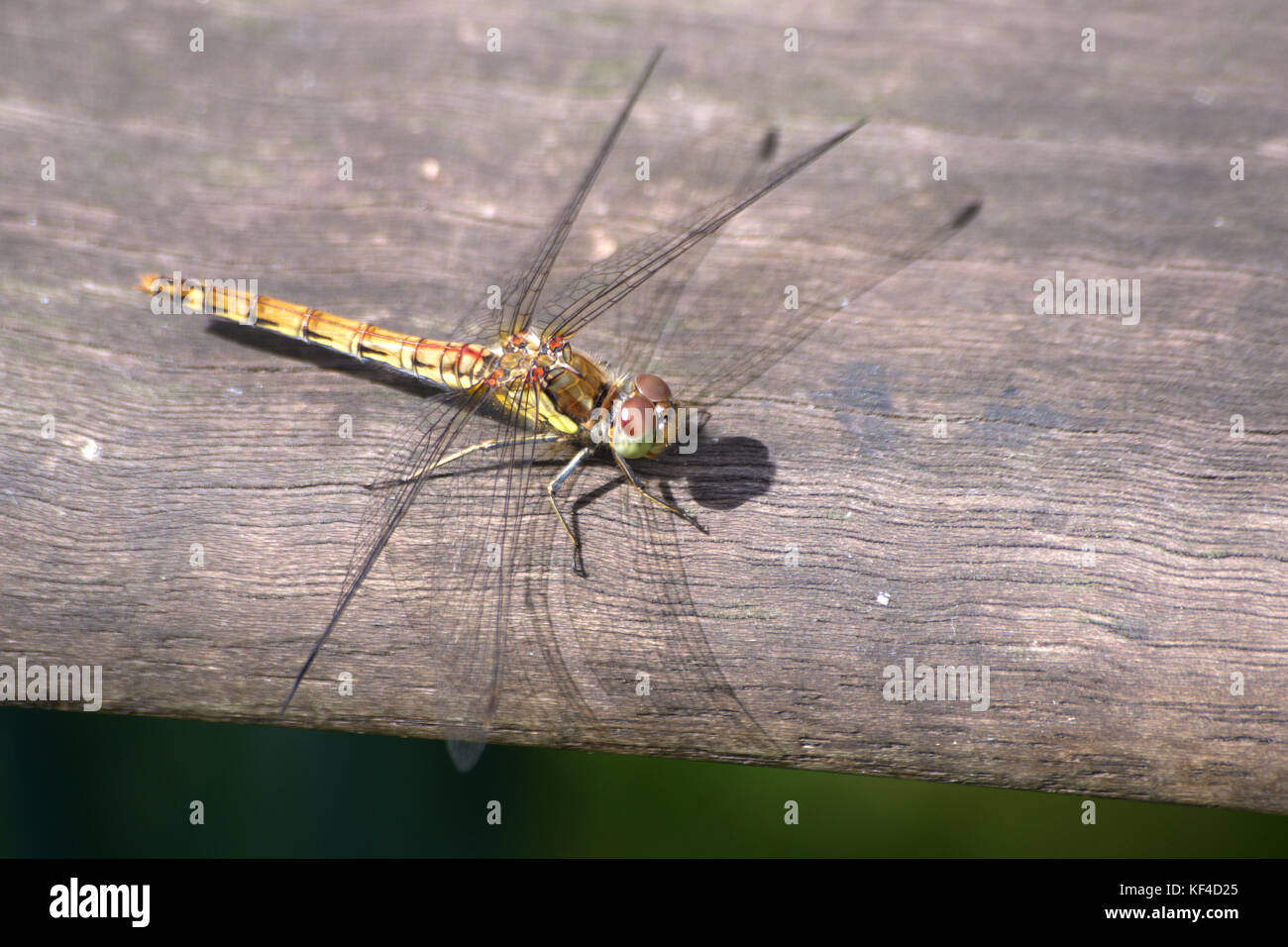 Common Darter Dragonfly female Stock Photo