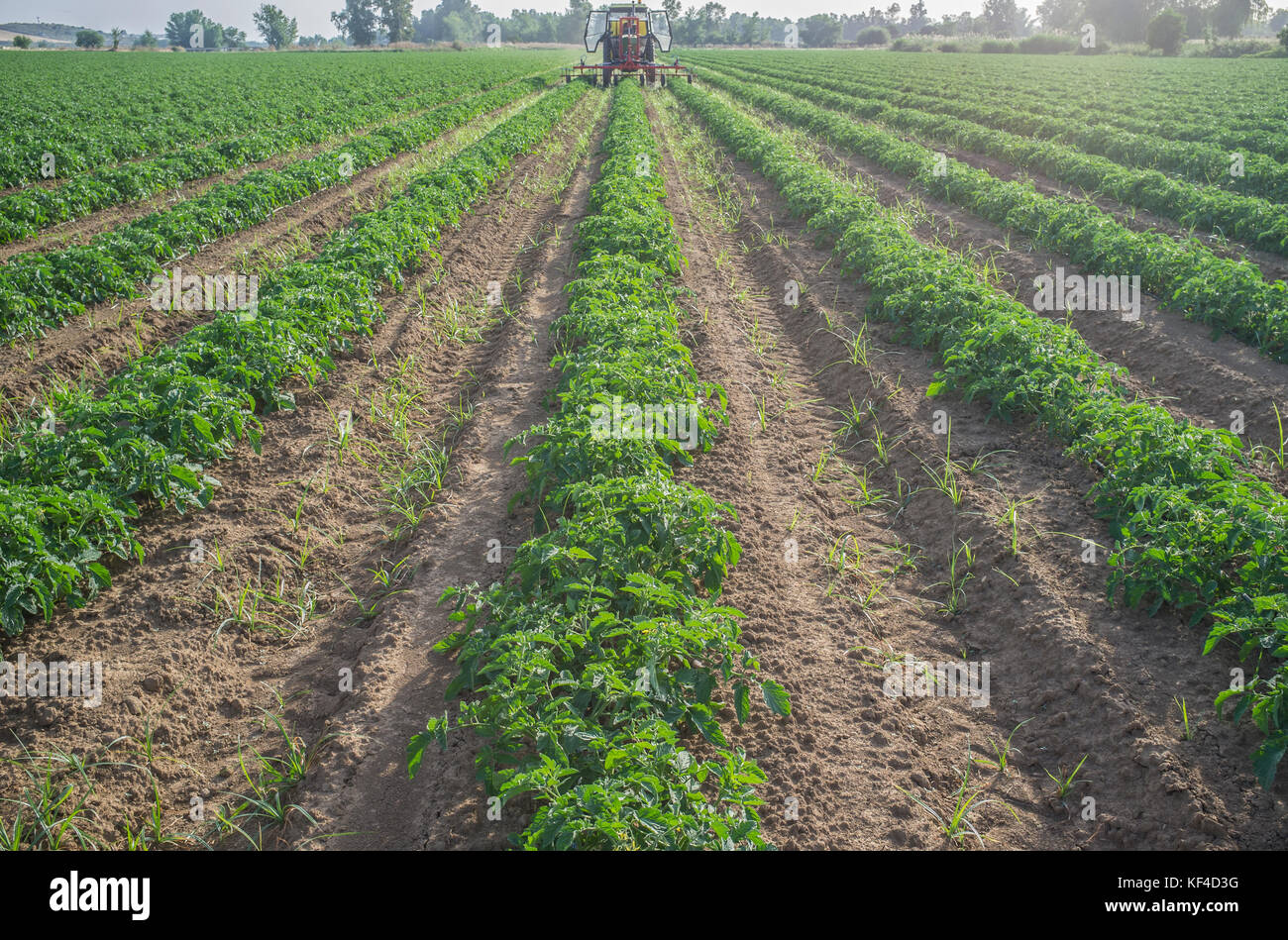 Tractor spraying pesticides over young tomato plants. Extremadura, Spain Stock Photo