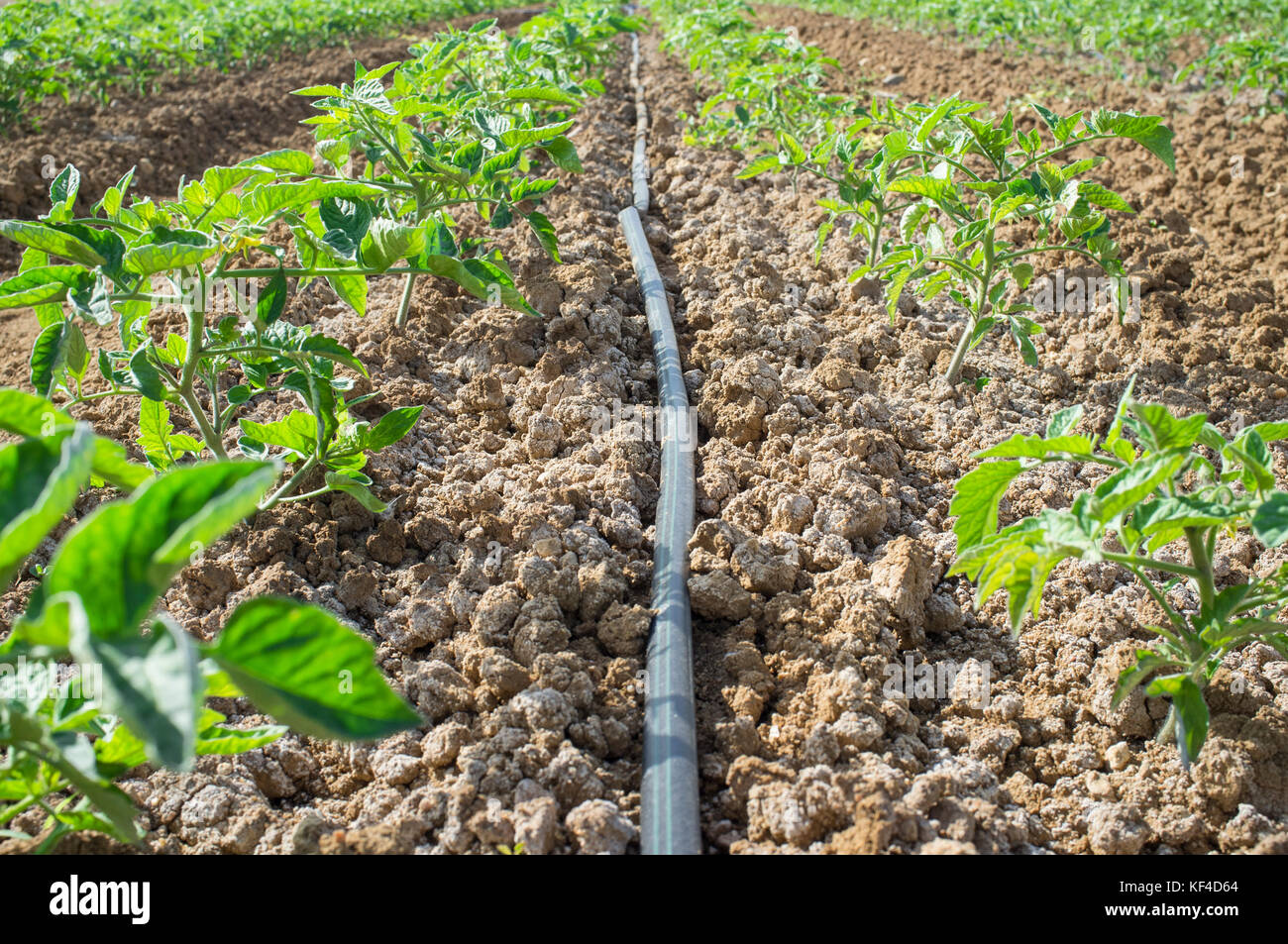 Young tomato plant growing with drip irrigation system. Ground level