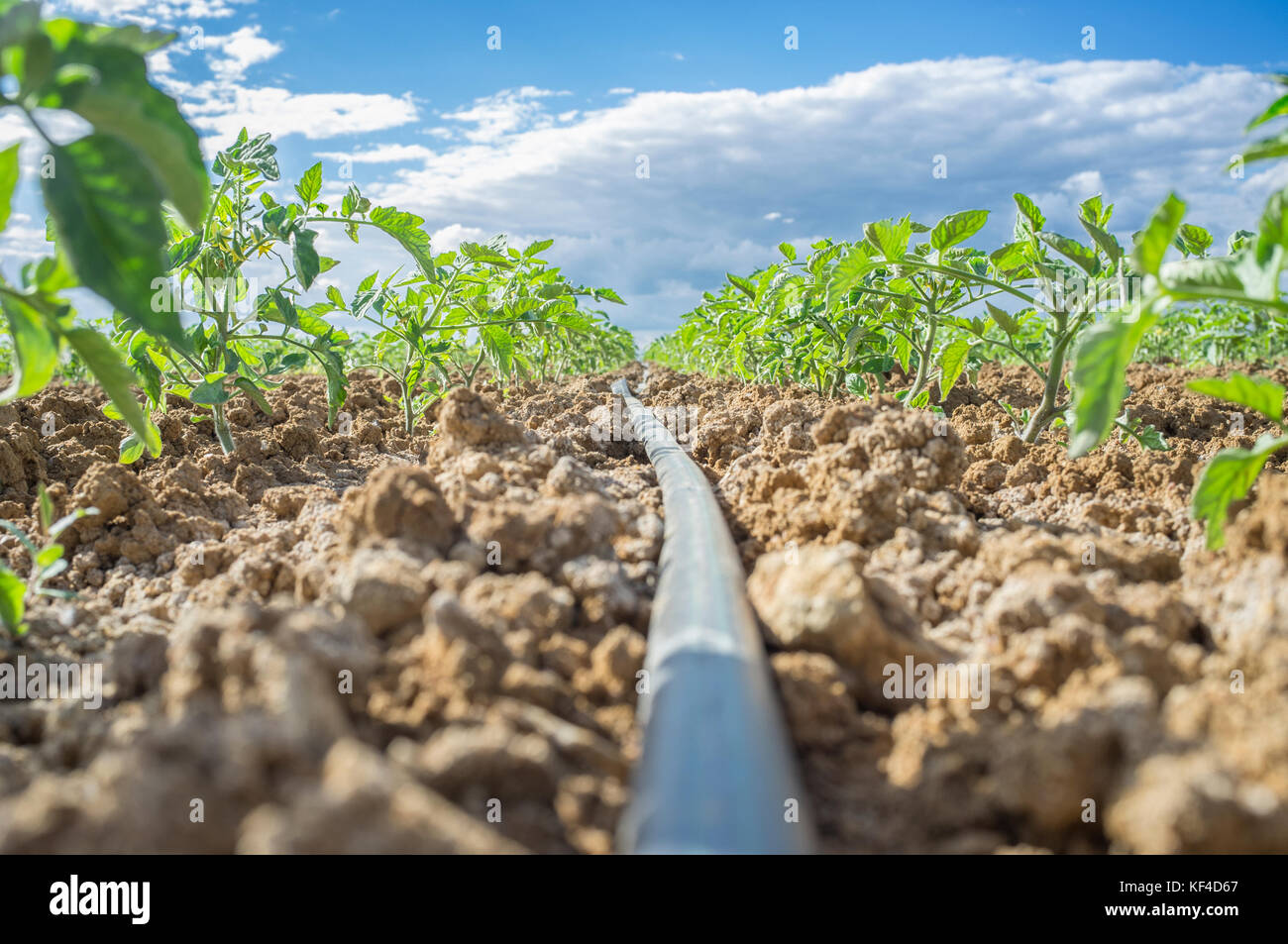 Young tomato plant growing with drip irrigation system. Ground level view Stock Photo