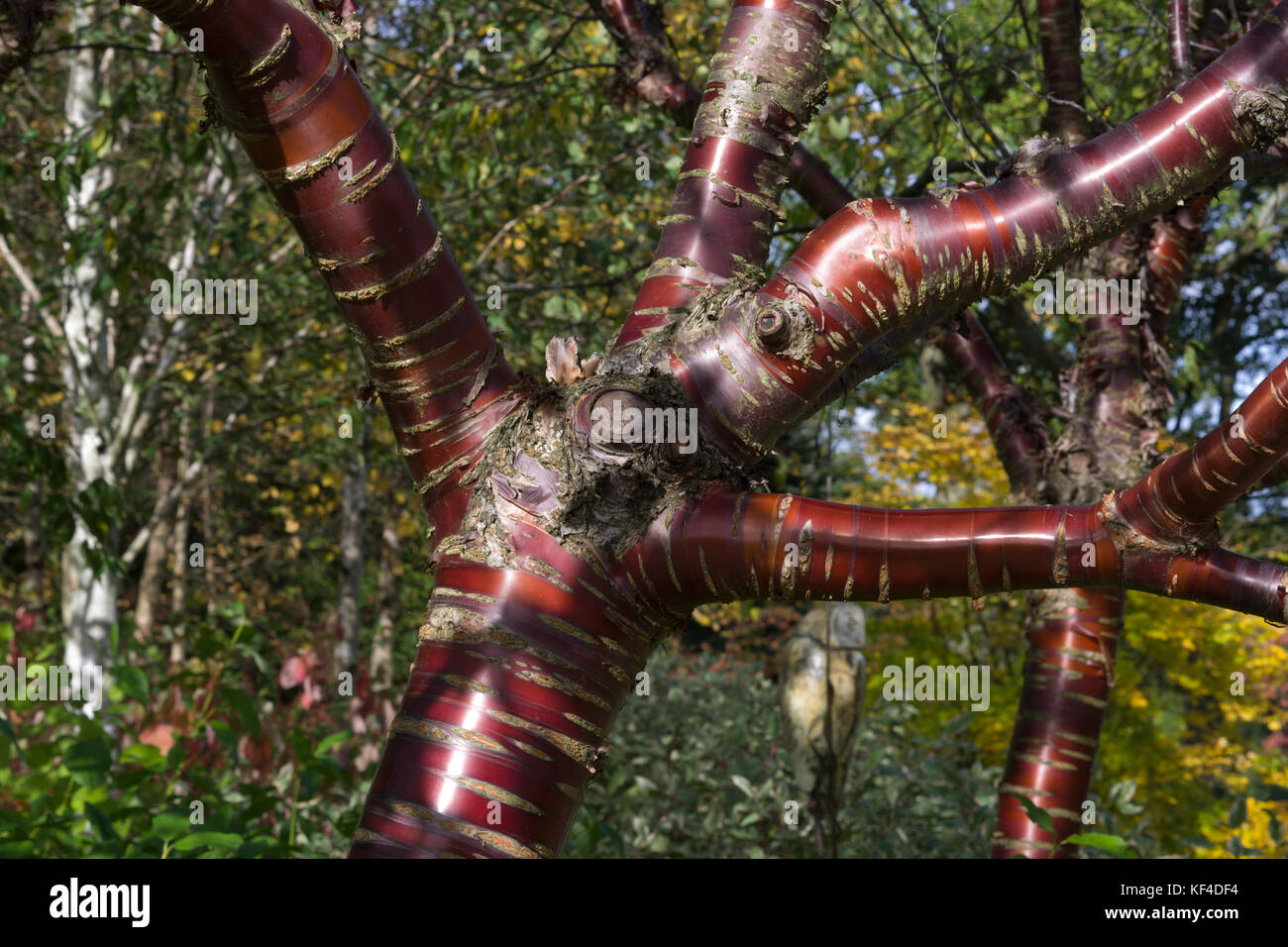 Prunus serrula Stock Photo