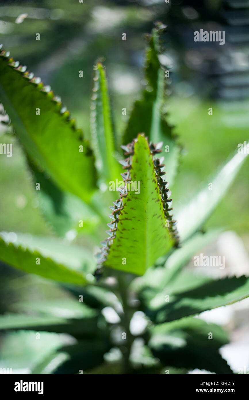 Mother of Thousands, Mexican Hat plant, Chandelier plant, Kalanchoe, leaf with tiny plantlets kalanchoe pinnata Bryophyllum pinnatum Stock Photo