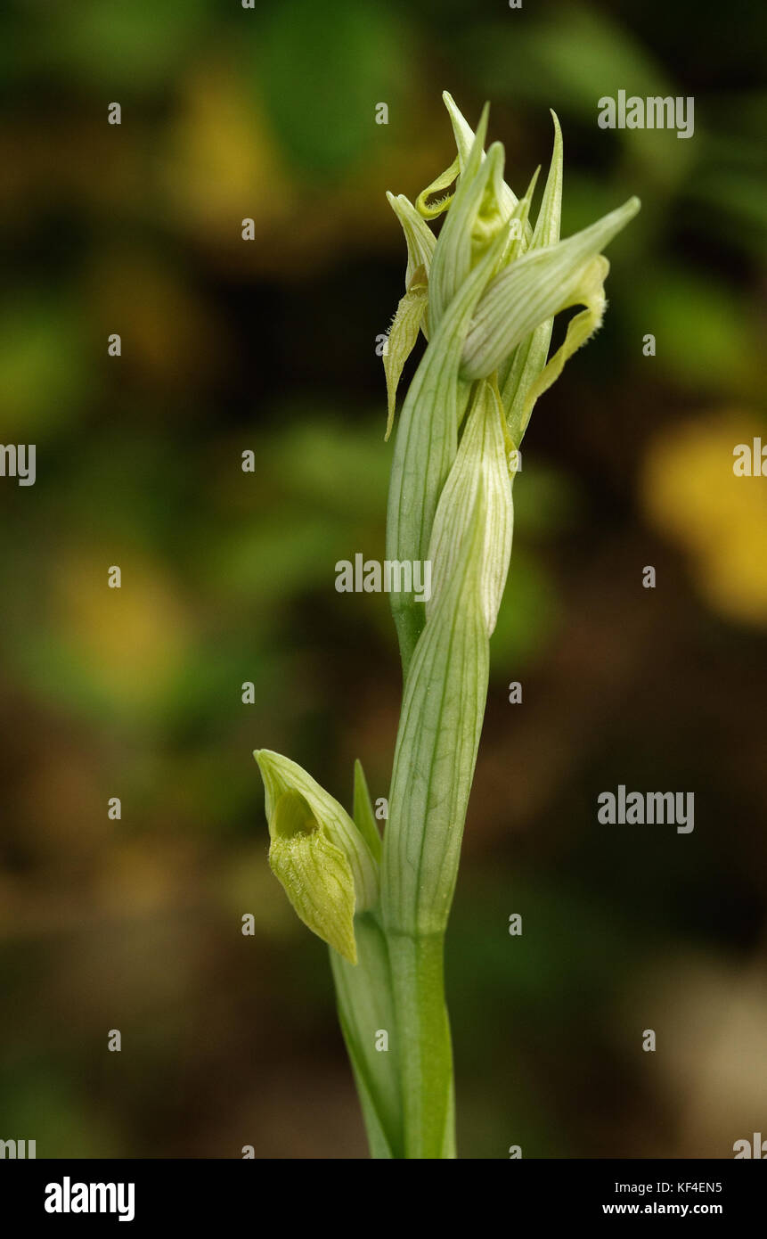 Rare hypochromic form of the wild flower Smallflowered Tongue Orchid