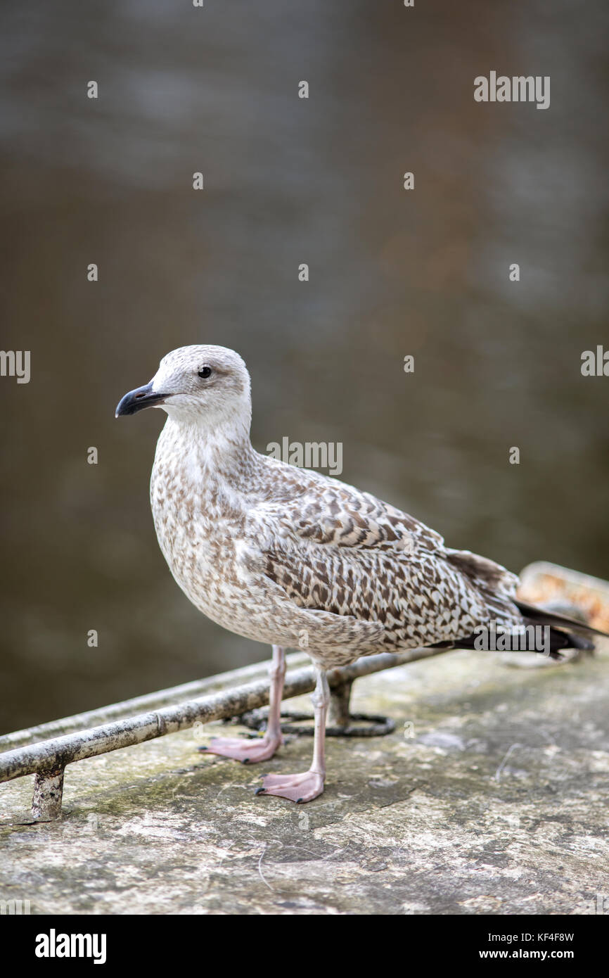Young gull bird, Stock Photo
