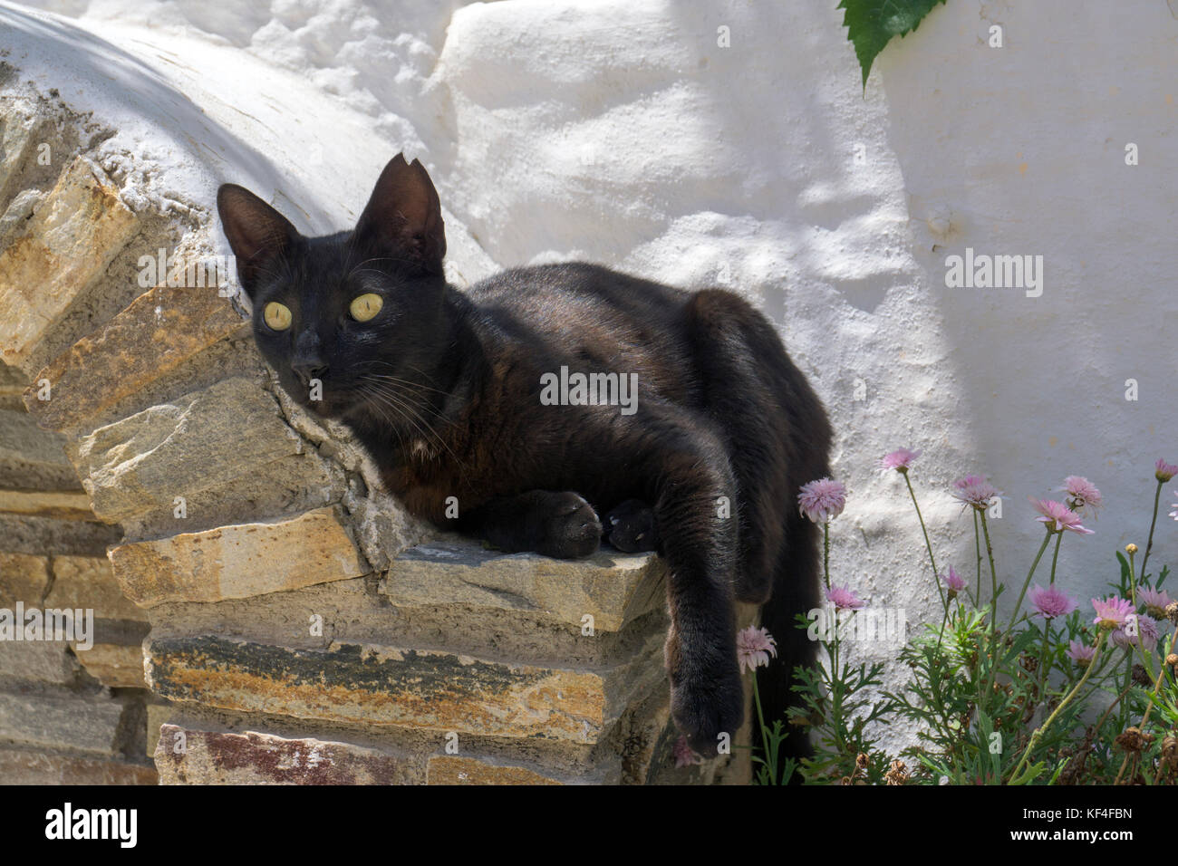 Black cat at the Castro, old town, Naxos-town, Naxos, Cyclades, Aegean, Greece Stock Photo