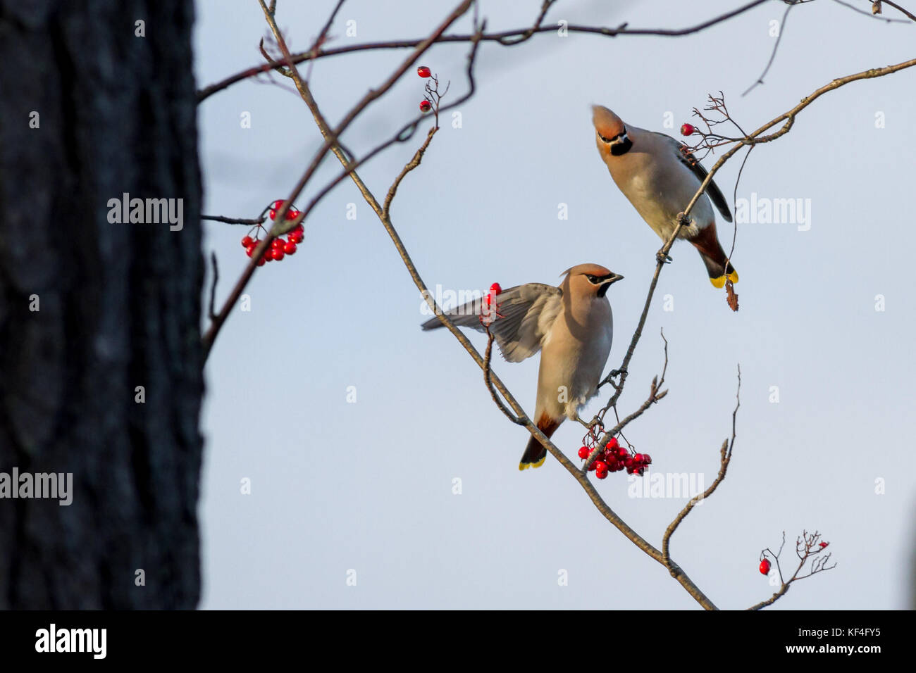 Finnish wildlife: a pair of waxwings (Bombycilla garrulus) in a rowan tree with red berries. Stock Photo