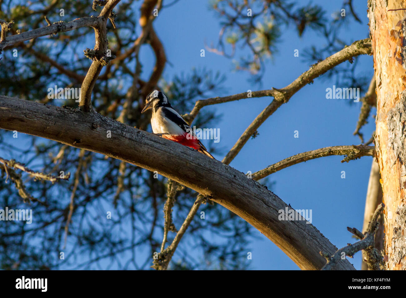 Finnish wildlife: great spotted woodpecker lit by the sun on a beautiful evening in the woods Stock Photo