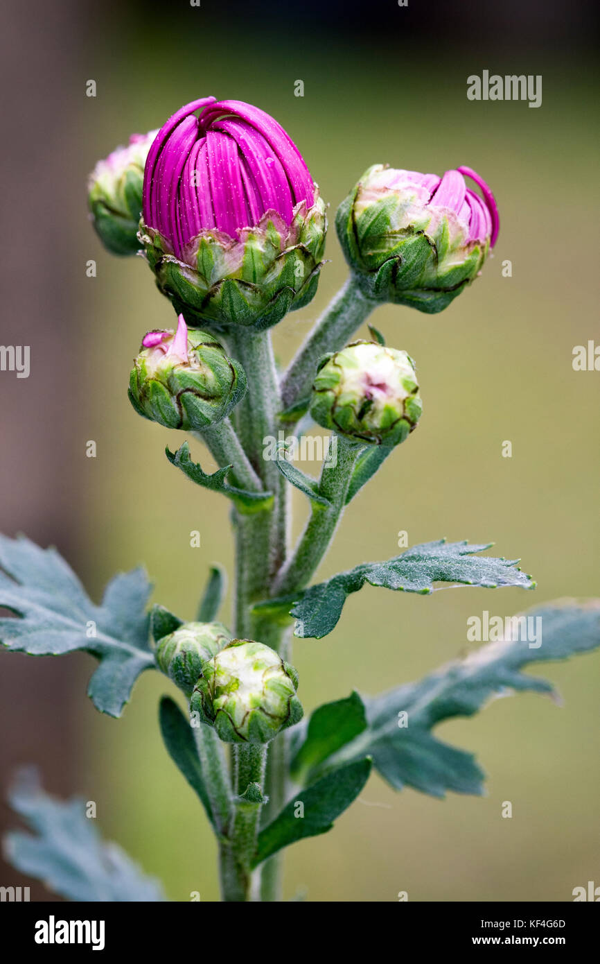 Chrysanthemum "Samson purple" buds Stock Photo Alamy