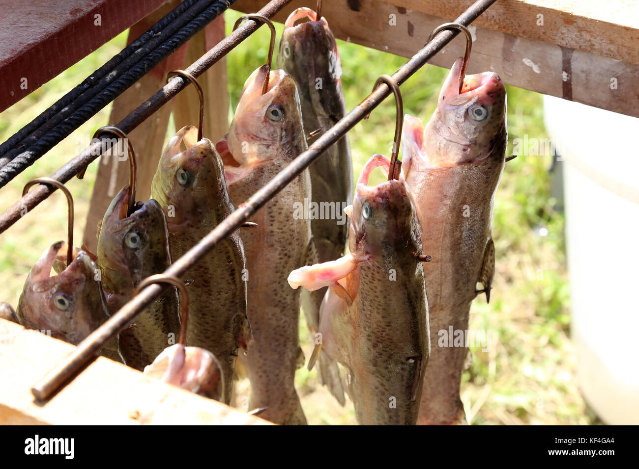 Smoking of fish / The process of smoking fish Stock Photo Alamy