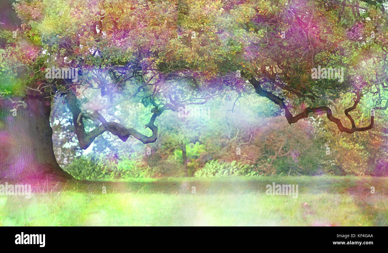 The Fairies Oak Tree - Big old oak with a long twisted branch and an ethereal light in the atmosphere showing a fantasy rainbow coloured aura Stock Photo