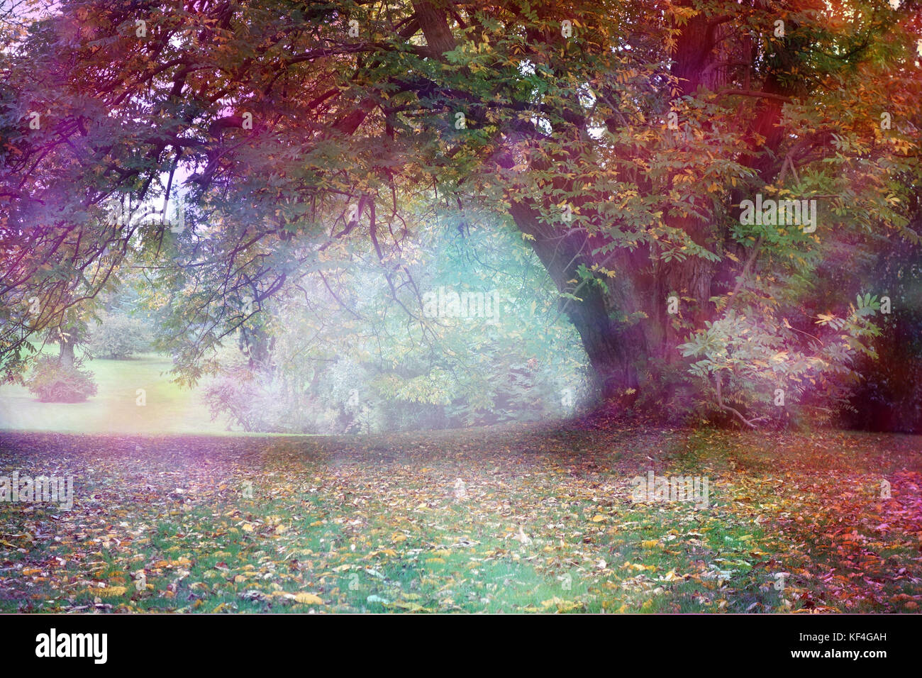 Fantasy Faerie Tree Landscape - Big multicolored tree with large draping branch in an ethereal light  landscape with feminine colors and copy space Stock Photo
