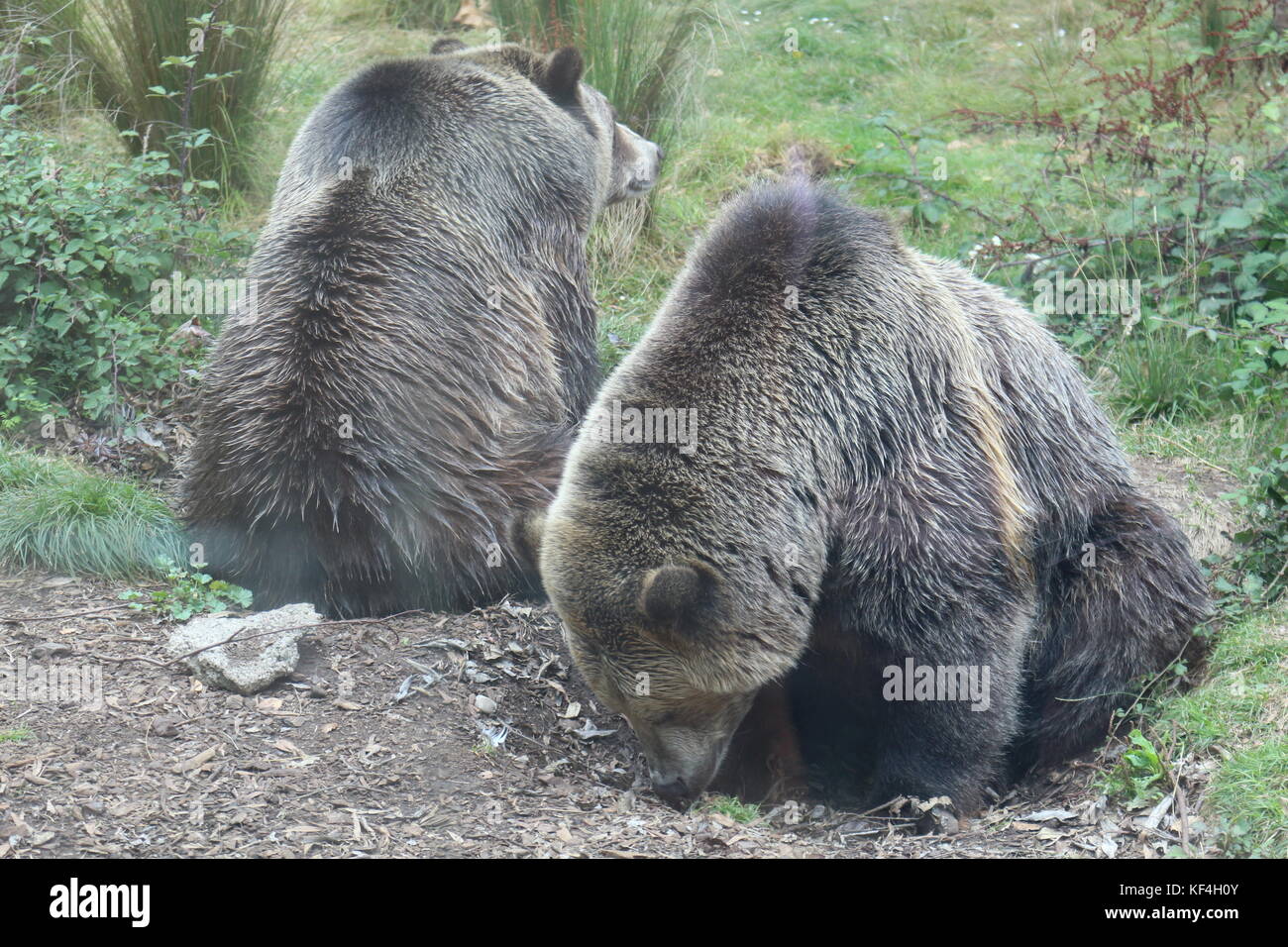 The animals in San Francisco Zoo Stock Photo Alamy