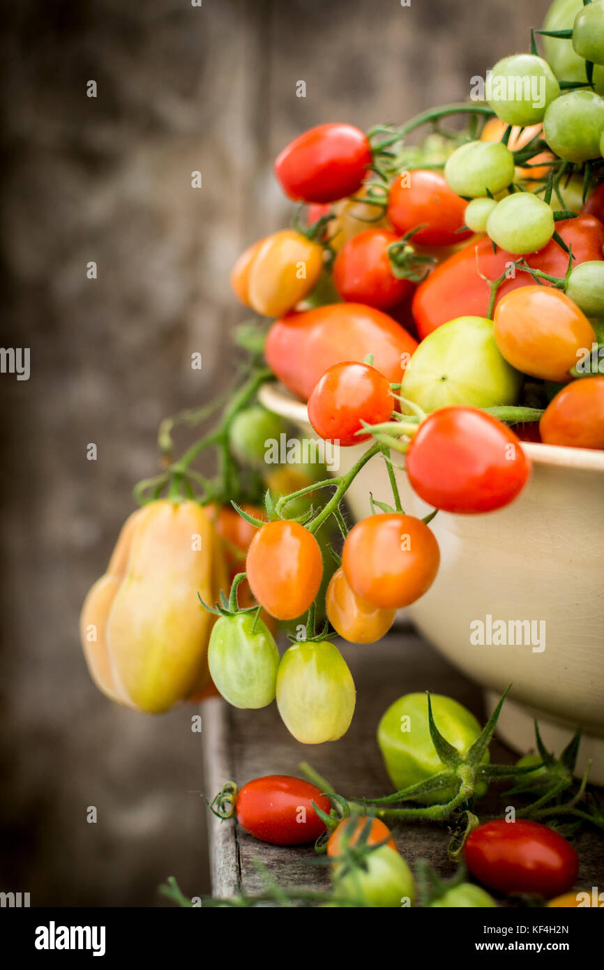 Mixed harvest of Tomato varieties End of season Stock Photo Alamy