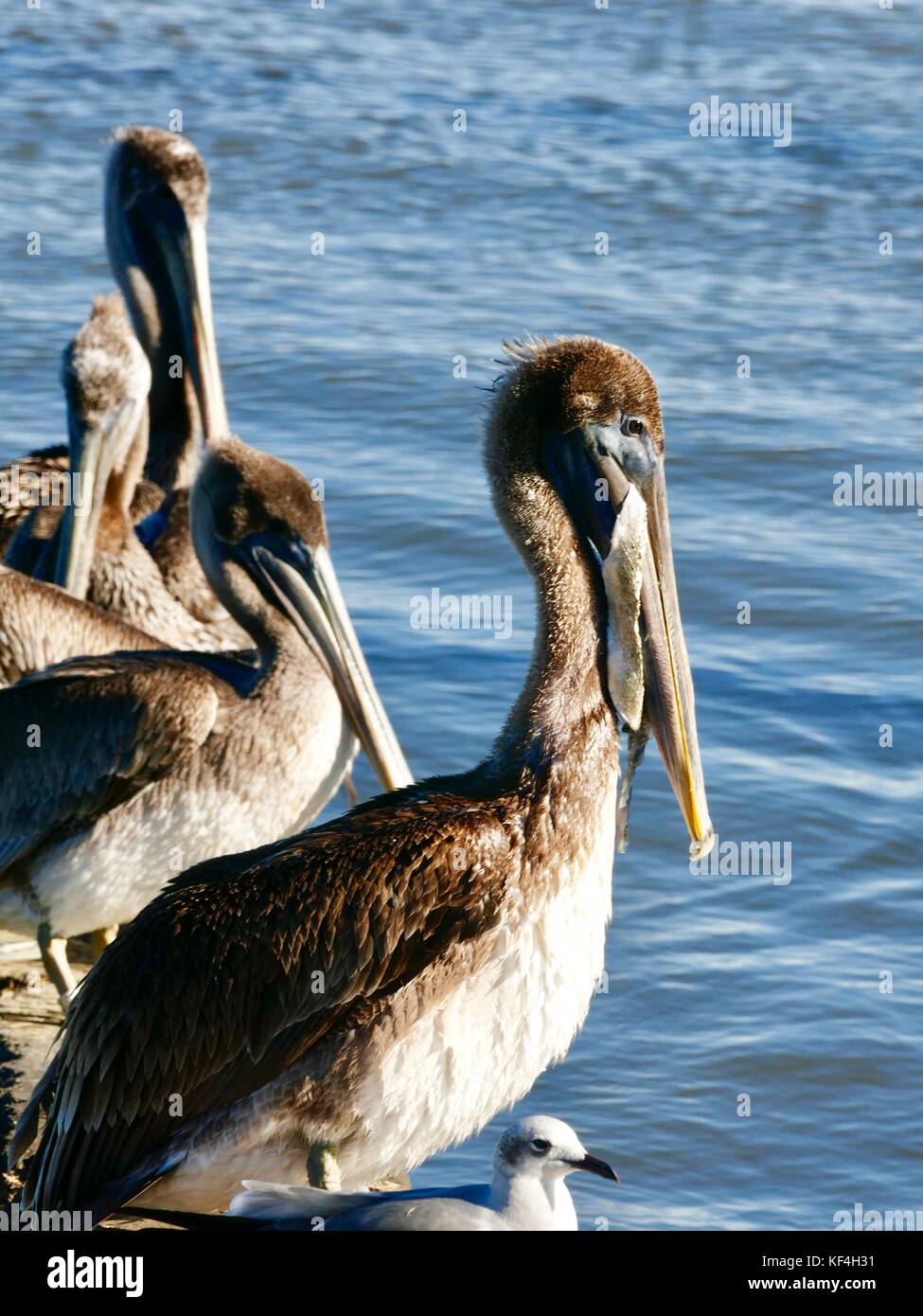 Brown pelican (Pelecanus occidentalis) with debris hanging out of its bill and a bulging throat pouch. Cedar Key, Florida, USA Stock Photo