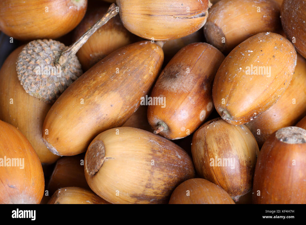 Fallen acorns from an oak tree, UK. Stock Photo