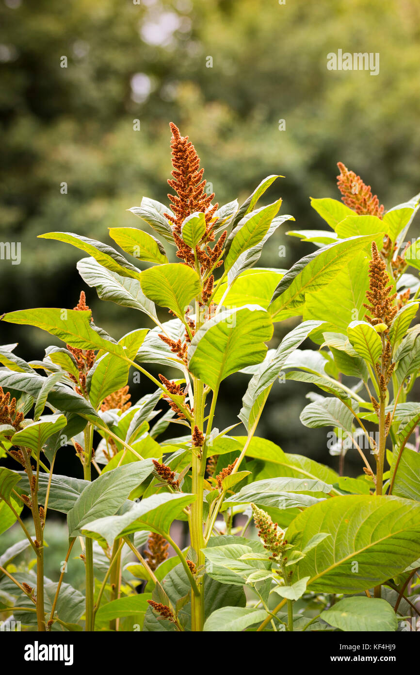 Amaranth cultivar bronze hi-res stock photography and images - Alamy