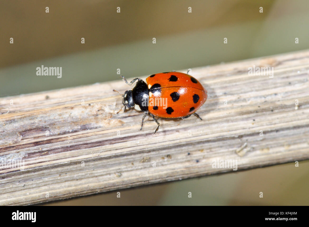 11 spot Ladybird (Coccinella 11-punctata) Stock Photo