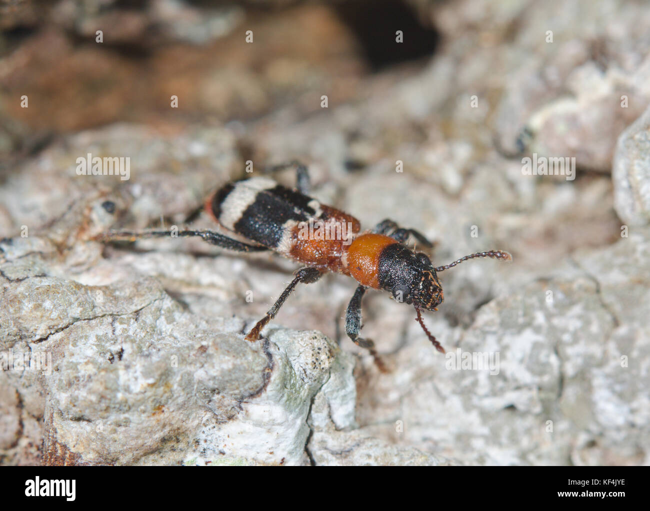 Ant Beetle (Thanasimus formicarius) European Red bellied Clerid. Velvet Ant mimic. Sussex, UK Stock Photo