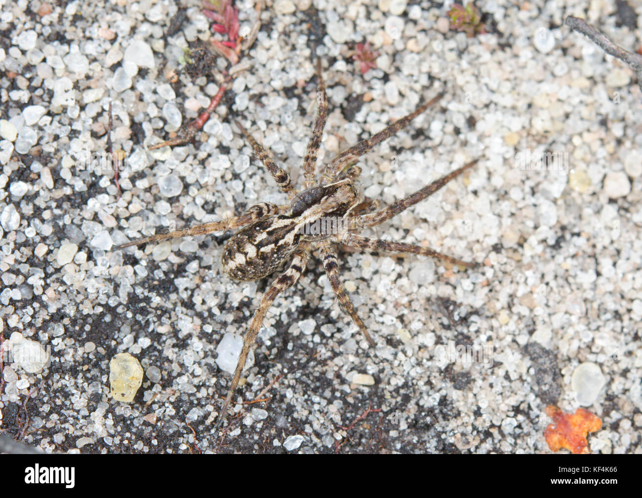 Easter Fox spider (Alopecosa barbipes) in heathland. Lycosidae. Sussex, UK Stock Photo