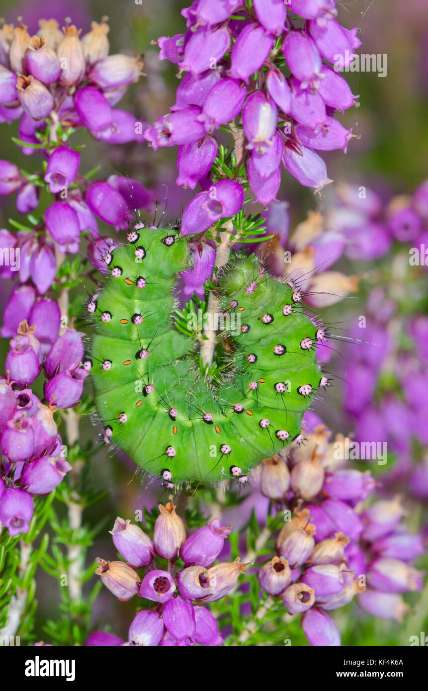 Emperor Moth Caterpillar Feeding on Heather Flowers(Saturnia pavonia ...