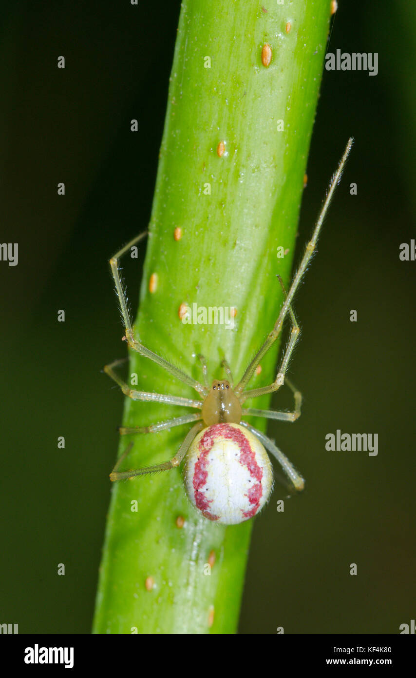 Female Candy-striped Spider (Enoplognatha ovata) form redimita Stock Photo
