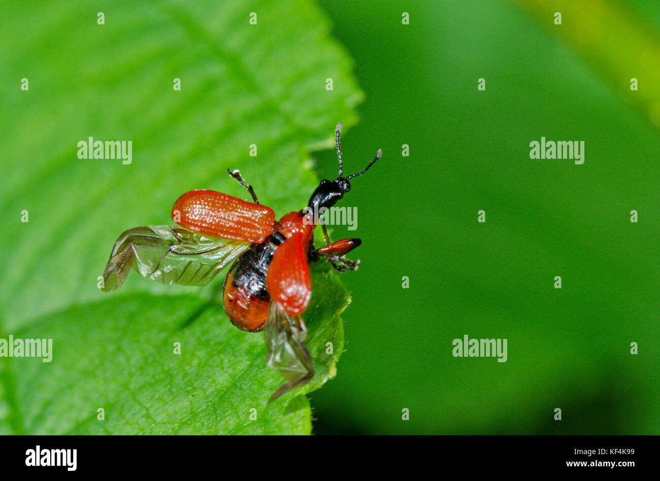 Hazel Leaf roller Weevil (Apoderus coryli) Preparing for flight 2 of 2. Sussex, UK Stock Photo