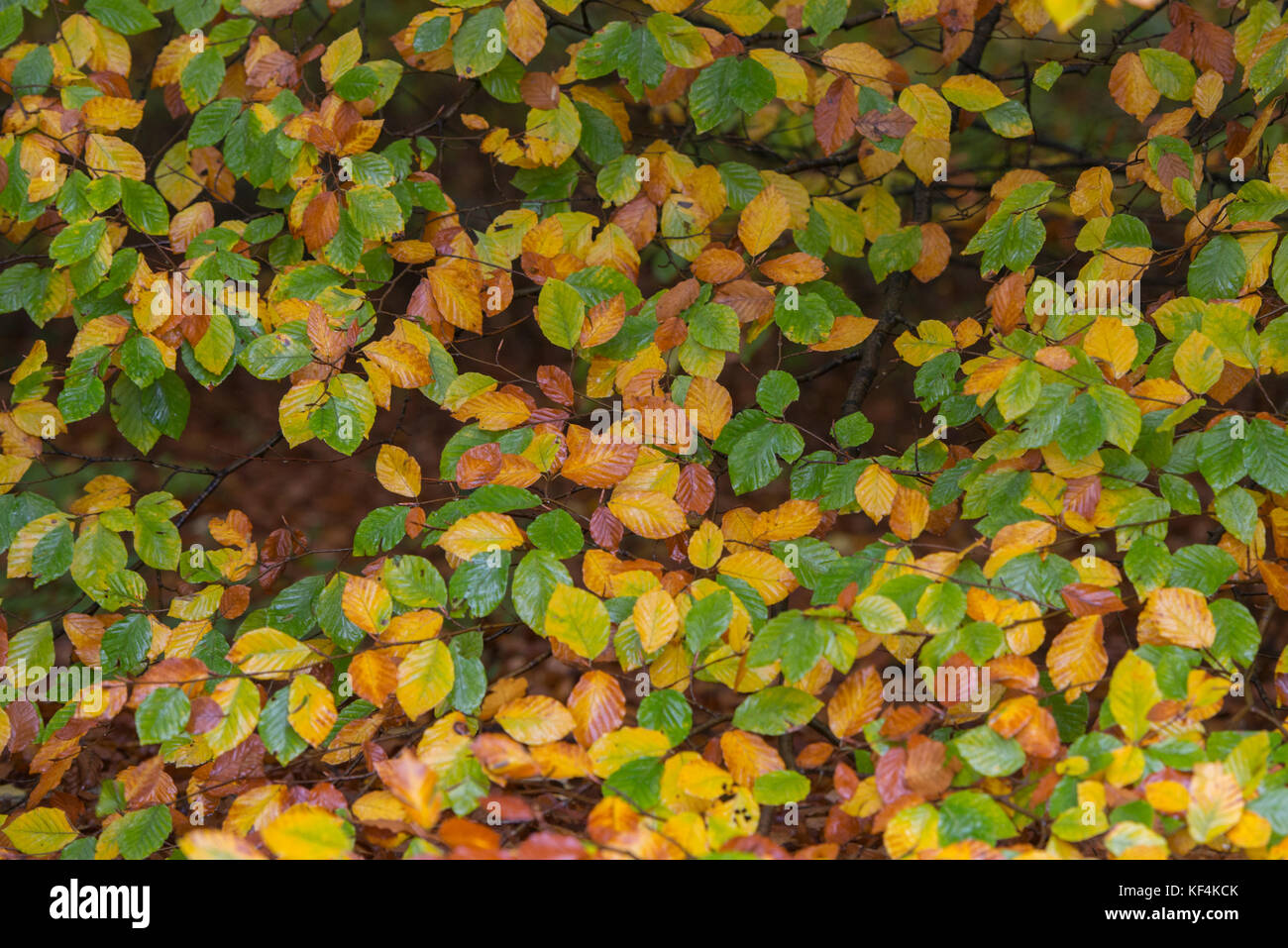 Autumn colors in a south swedish beech forest in nature reserve Fyledalen, Scania Sweden Stock Photo