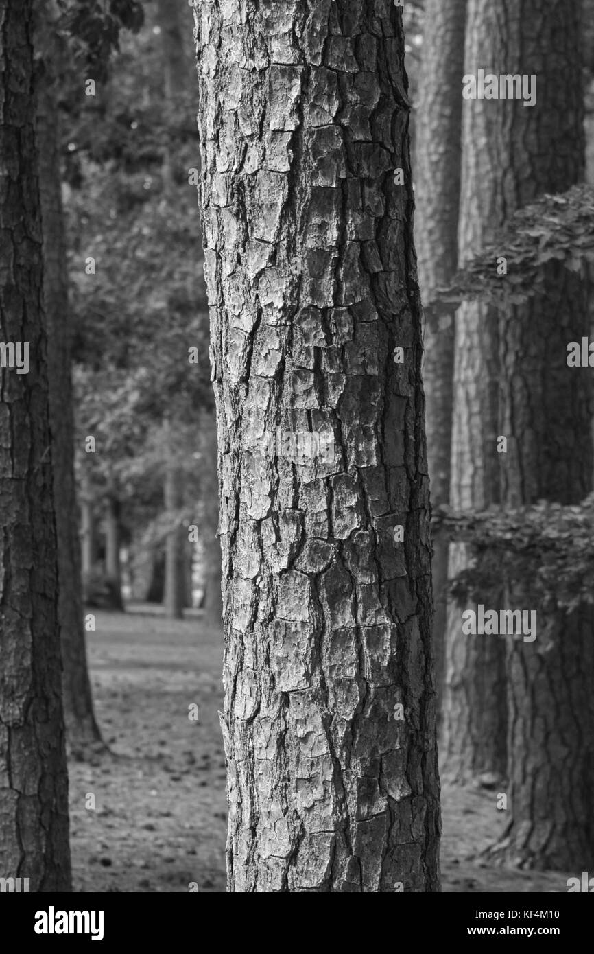 Tall trees Stock Photo
