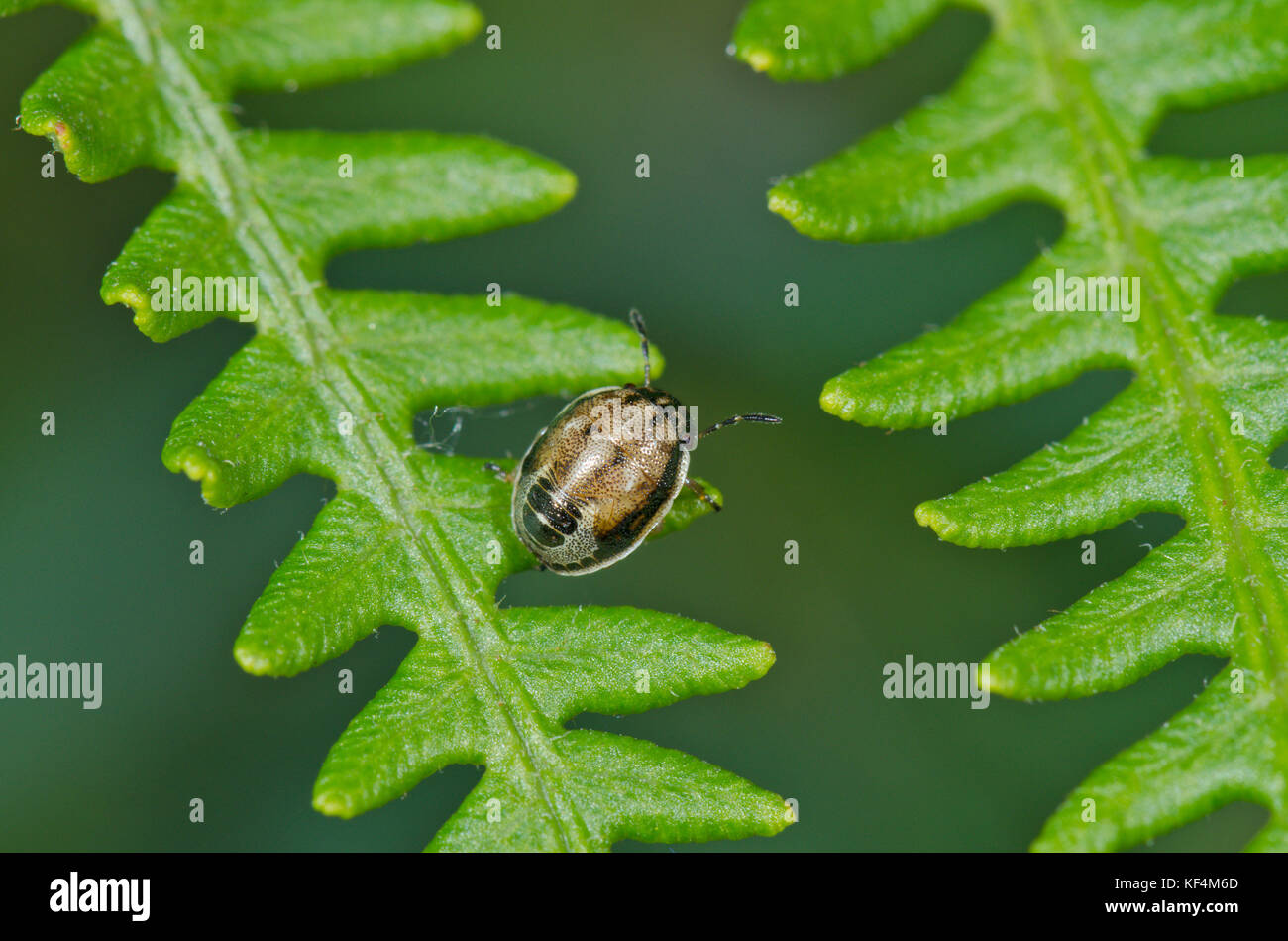 Sheildbug Nymph (Neottiglossa pusilla Stock Photo Alamy