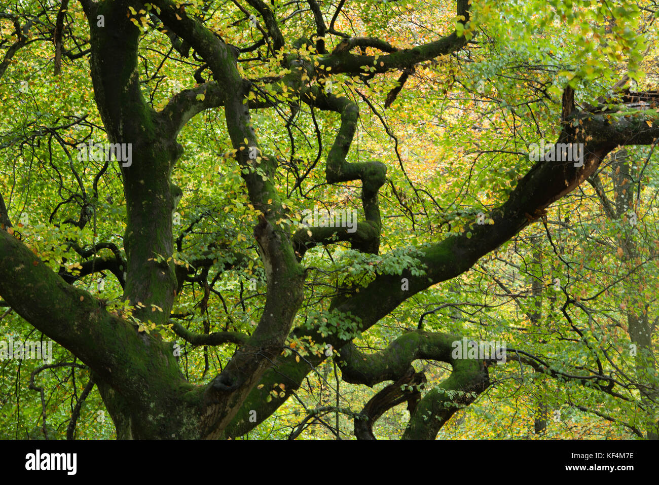 Cross-grained beech trees in the Trollforest, Torna Hällestad Sweden Stock Photo