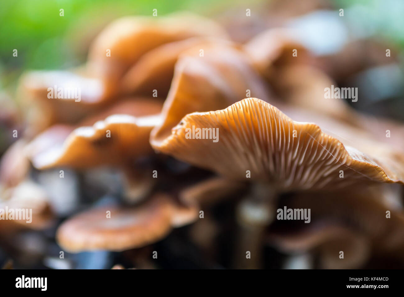 Honey mushrooms cluster in the forest, closeup shot Stock Photo
