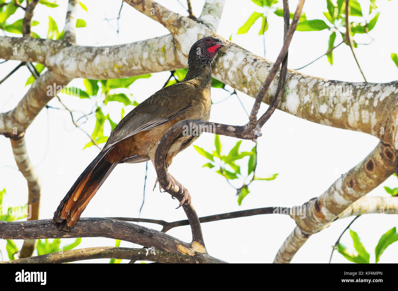 Ortalis guttata bird, known as Aracua-Pintado in Brazil. Bird with red stripes in the throat from Pantanal, Brazil. Stock Photo