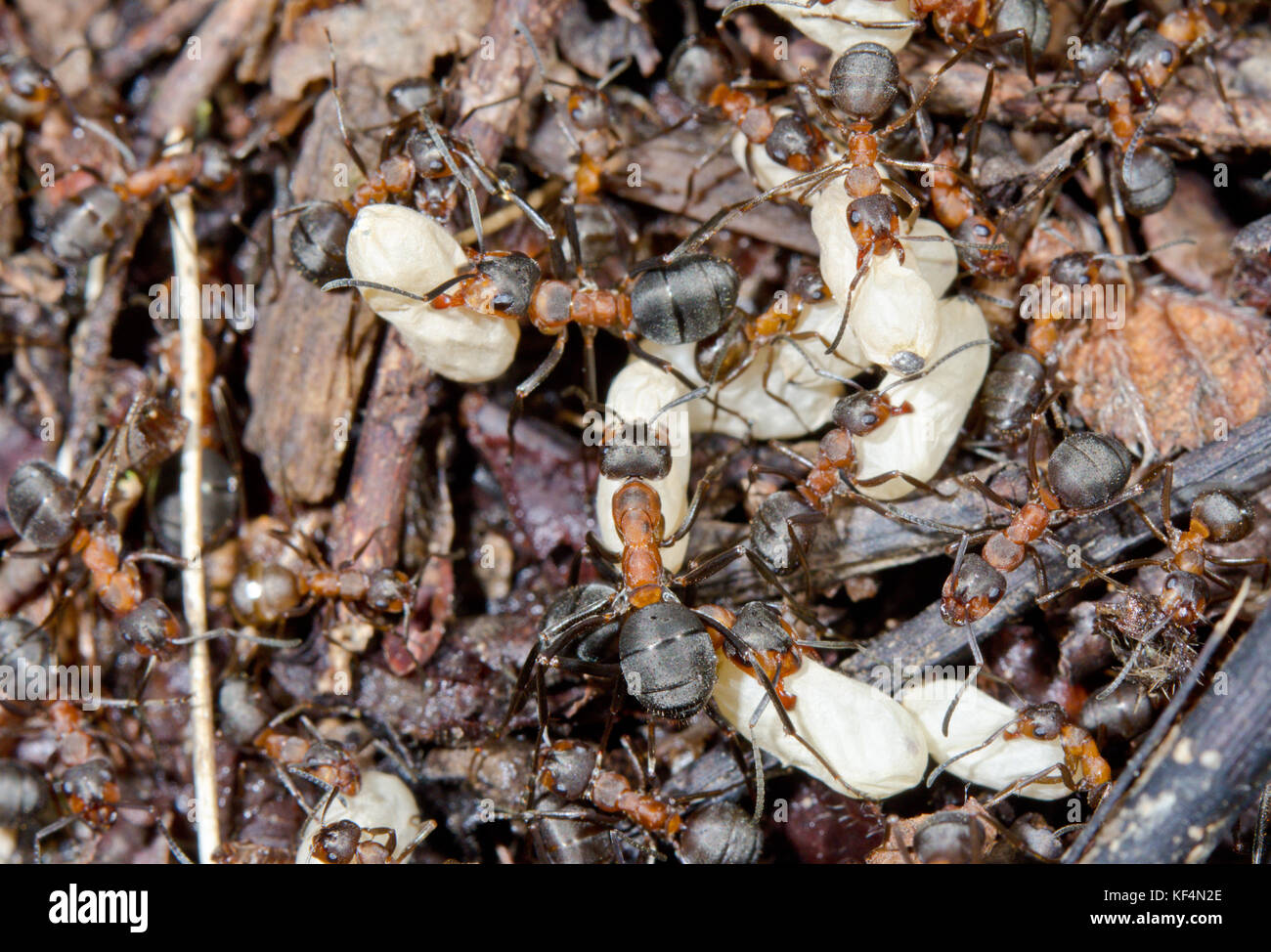 Worker Wood Ants (Formica rufa) in nest with brood cocoons, Sussex, UK Stock Photo