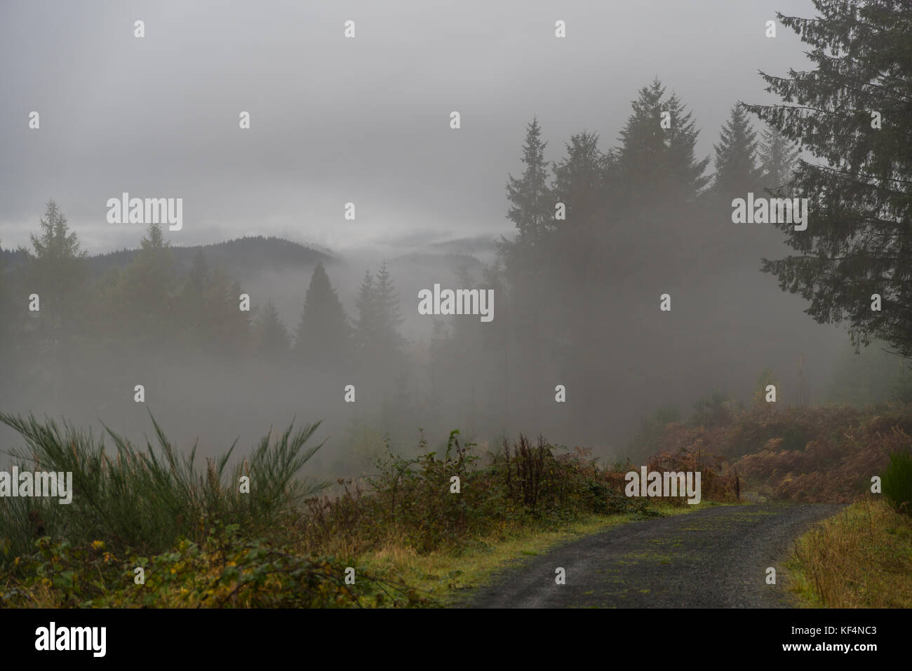 Mysterious misty autumn woodlands in the national park of Trossachs