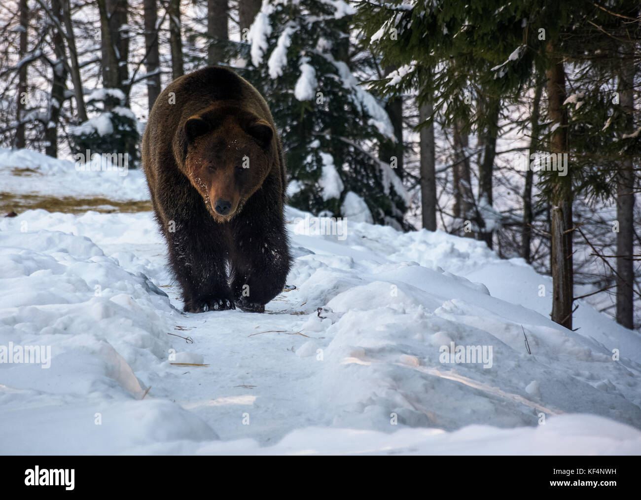 brown bear walking in the winter forest. lovely wildlife scenery Stock Photo