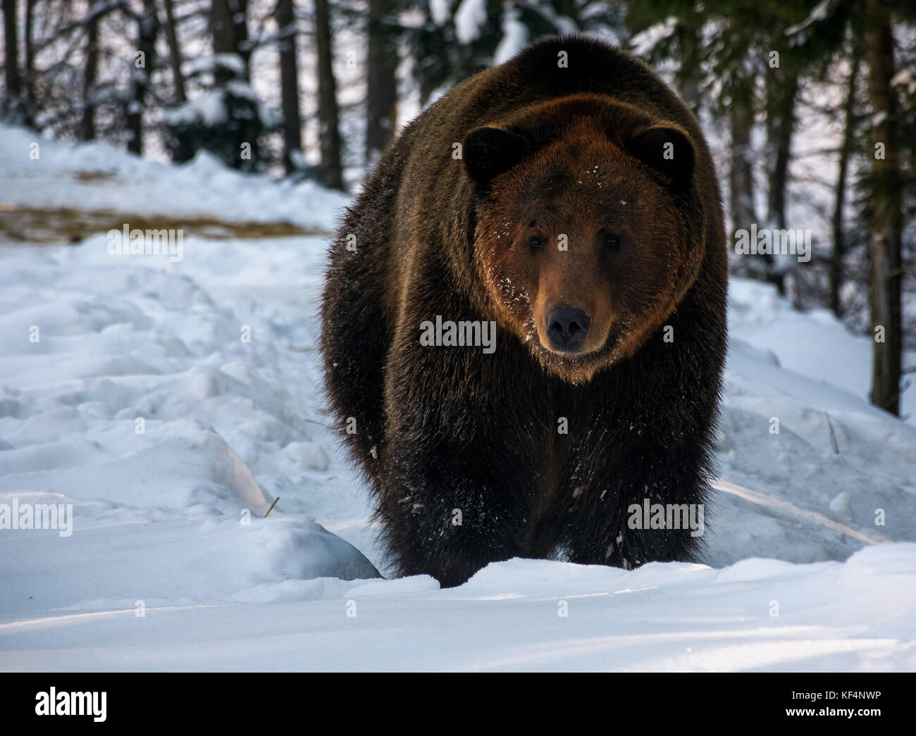 brown bear walking in the winter forest. lovely wildlife scenery Stock Photo
