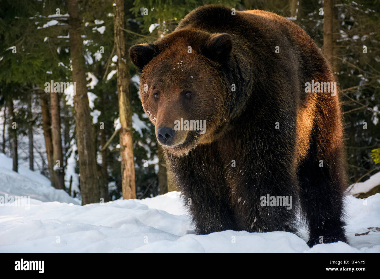 old brown bear stand and stare in the winter forest. lovely wildlife scenery in evening light Stock Photo