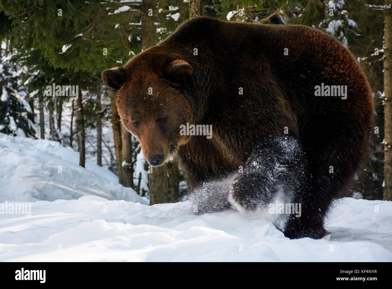 brown bear searching something in the snow. lovely wildlife scenery Stock Photo