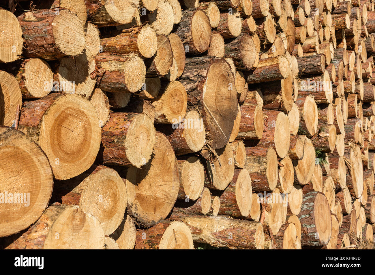 Big pile of tree trunks Stock Photo
