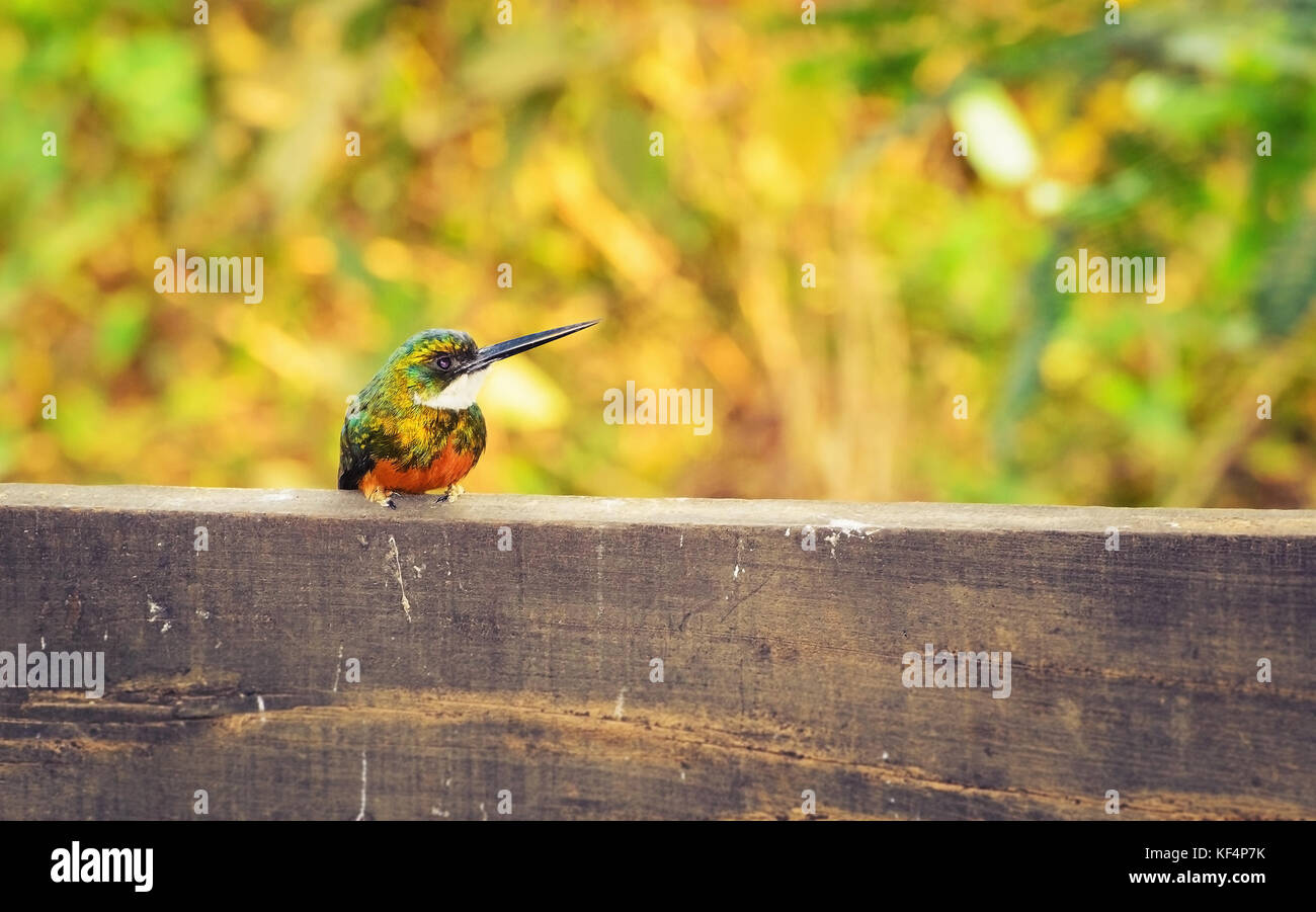 Green-tailed Jacamar bird. Green and yellow bird with tons of cyan and orange belly. Bird with vibrant colors and a long thin beak. Also known as Arir Stock Photo