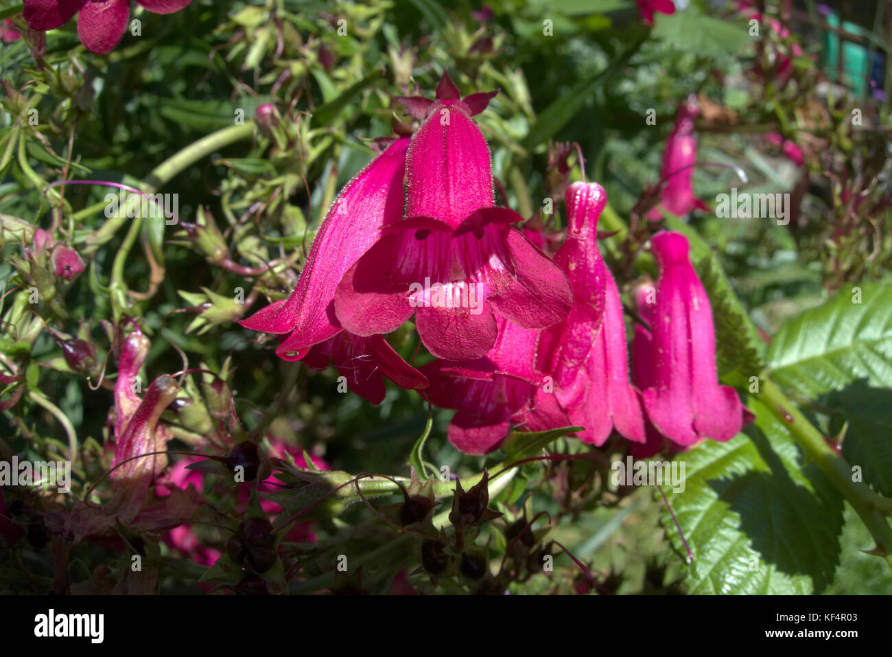 Penstemon 'Andenken an Friedrich Hahn' perennial flower growing in a UK garden Stock Photo