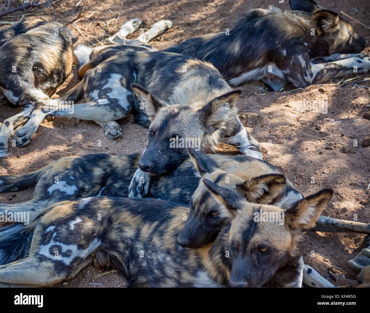 African Wild Dogs in Namibian savanna Stock Photo Alamy
